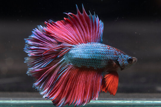 Betta fish or fighting fish from Thailand