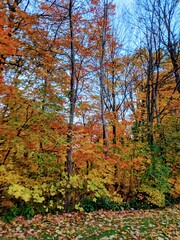 autumn in the forest