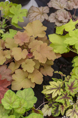 Densely arranged colored leaves of begonia，Begonia cathayana Hemsl