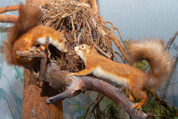 Two squirrels in a tree. They look at each other. View from the side. Tails up.