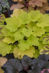 Densely arranged colored leaves of begonia，Begonia cathayana Hemsl