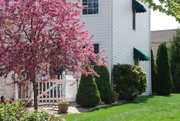 Obraz premium Spring tree in suburban neighborhooed