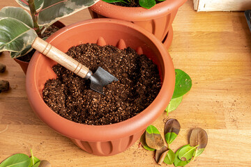 Transplanting houseplants. Home gardening. Plant care. Nearby is a prepared ficus plant, as well as a pot for transplanting with soil.
