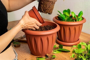 Transplanting houseplants. Home gardening. Plant care. A woman transplants plants from an old pot to a new one.