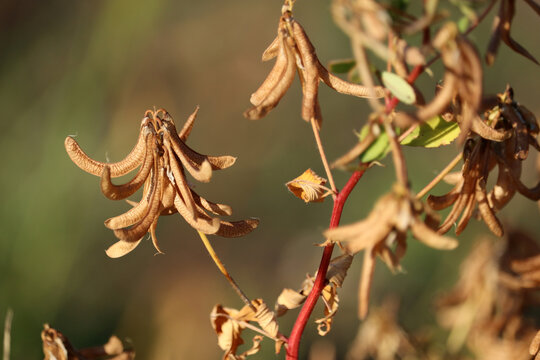 Dry fenugreek seeds on a bush. Selective focus.