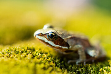 toad on the grass