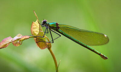 Male Beautiful Demoiselle damselfly, Calopteryx virgo, sitting on a leaf. Taken at Moors Valley Country Park UK
