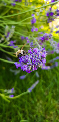 Honey bee pollinating lavender flower. Apis mellifera in lavandula.
