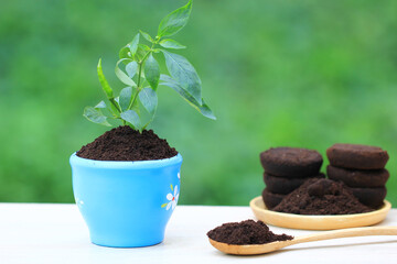 Coffee ground, Coffee residue is applied to the tree and is a natural fertilizer, Gardening hobby