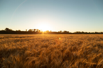 Sunrise over the wheat field