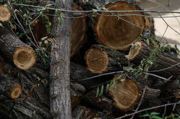 tree wood dark texture