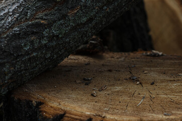 tree wood dark texture