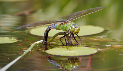 Closeup macro of a female Emperor dragonfly, Anax imperator, laying eggs on a lily pad. Taken at...