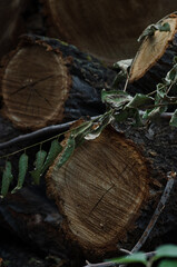 tree wood dark texture
