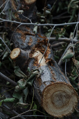 tree wood dark texture