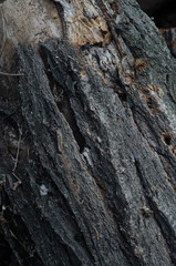 tree wood dark texture