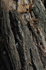tree wood dark texture