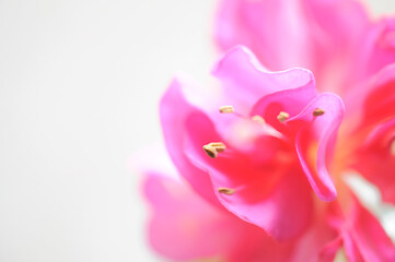 Macro fotografía de una flor de fucsia sobre fondo blanco.