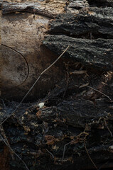 Obraz premium tree wood dark texture