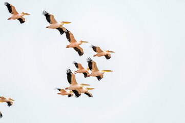 Great white pelicans flying in formation in Walvis Bay