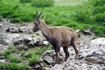 Naklejka na ściany i meble a capra ibex female on the rock on the mountains on a rainy day 