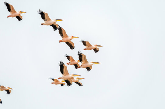 Great white pelicans flying in formation in Walvis Bay