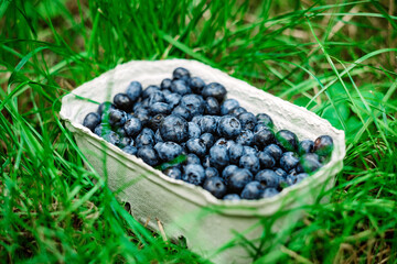 Fresh juicy blueberries in an eco dish on the green grass. Soft selective focus.