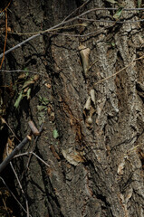 tree wood dark texture