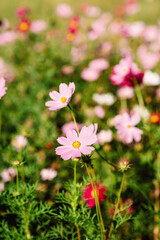 Obraz na płótnie Canvas Decorative pink garden flower Cosmos Bipinnatus, Cosmea Bipinnata, Bidens Formosa. Mexican aster. Copy space. Floral background. Soft selective focus.