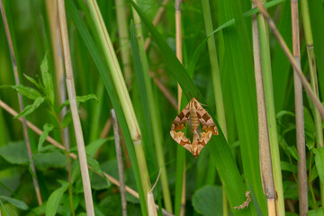 Zwei Lindenschwärmer hängen bei der Paarung an einem Schilfhalm.