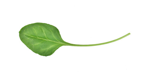 spinach leaf isolated on white background