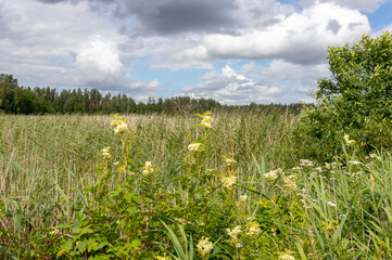 Landscape with a wet meadow formed around an overgrown lake. It grows reeds, meadowsweets (filipendula ulmaria) and other wild flowers. Summer in the Latvian countryside