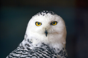 a beautiful head portrait of a bubo scandiacus, snow owl with black background