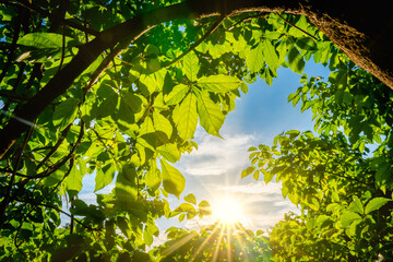 sun shining through the frame green leaves with ray of light in the forest