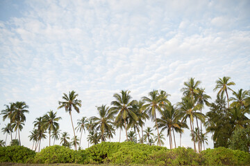 Naklejka na ściany i meble A forest of palm trees on a sunny day in Zanzibar