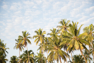 Fototapeta na wymiar A forest of palm trees on a sunny day in Zanzibar