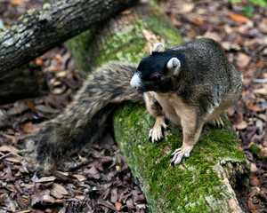 Fox squirrel stock photos. Sherman Fox Squirrel sitting on a moss branch in its habitat and environment with a brown leaves and log background, displaying brown fur, bushy tail, body, head, eye, ears.
