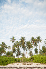 A forest of palm trees on a sunny day in Zanzibar