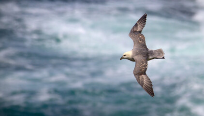 Fulmar, Fulamrus glacialis, in flight with wings extended flying over a rough sea with blurred waves in the background. Taken On the Pembrokshire Coast UK