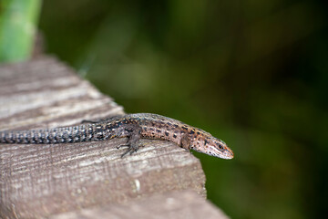 brown little lizard - with a muzzle like a giant dragon