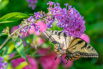 Yellow swallowtail butterfly perched on purple butterfly bush flowers in garden