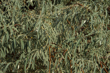 The texture of the leaves of the Central Asian willow tree with spines 