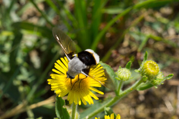 Flying insect drinking flower nectar.