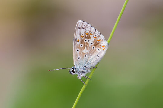 Chalkhill blue - Polyommatus (Lysandra) coridon is a butterfly in the family Lycaenidae. © Simon Kovacic