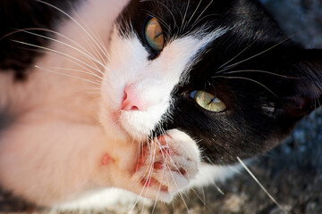 Black and white cat licks and cleaning its paws and fur. Domestic animal backgrounds.