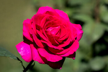 colourful close up of a single pink big purple rose head with bokeh background