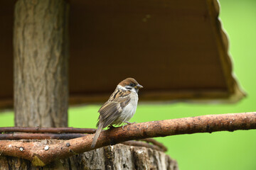 Eurasian tree sparrow eats sunflower on the fodder rack