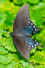 Black and blue swallowtail butterfly with wings spread