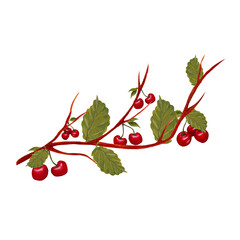 acrylic cherries on a branch in a hand painted illustration, perfect to use on the web or in print