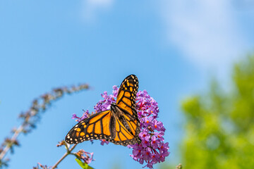 Orange Monarch Butterfly perched on purple butterfly bush in garden on sunny summer day